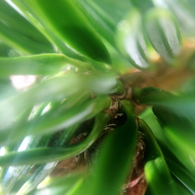 Full frame shot of fresh green leaf