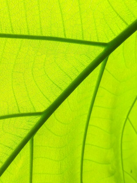 Full frame shot of fresh green leaf