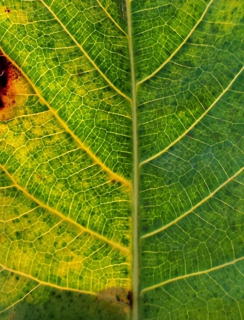 Full frame shot of fresh green leaf