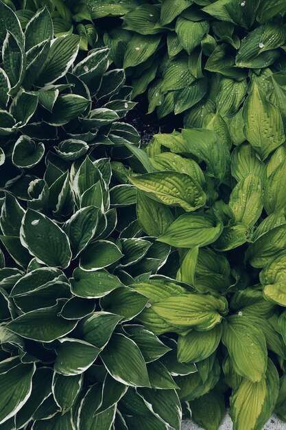 Full frame shot of fresh green leaf