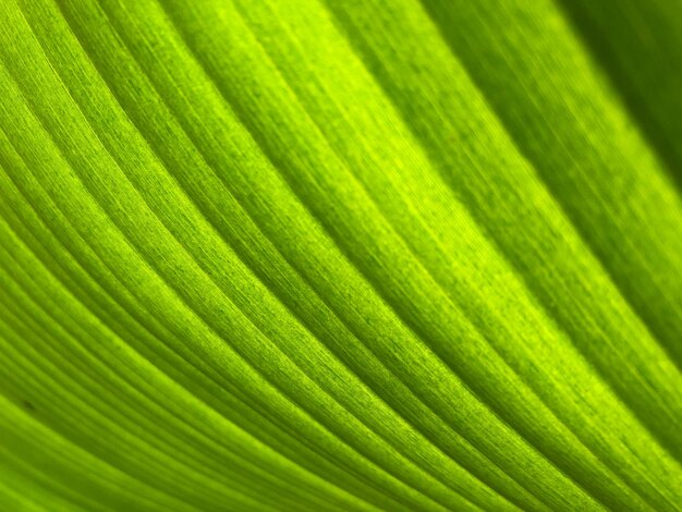 Full frame shot of fresh green leaf