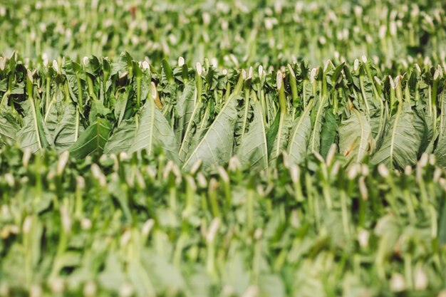 Photo full frame shot of fresh green leaves on field