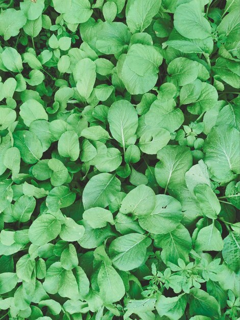 Full frame shot of fresh green leaves on field