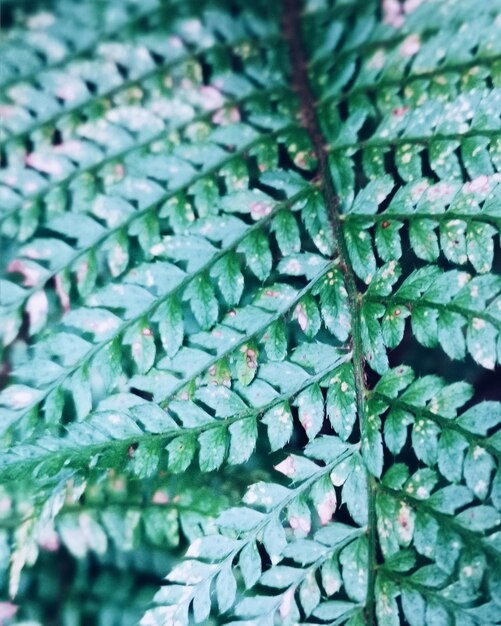 Photo full frame shot of fresh green leaves