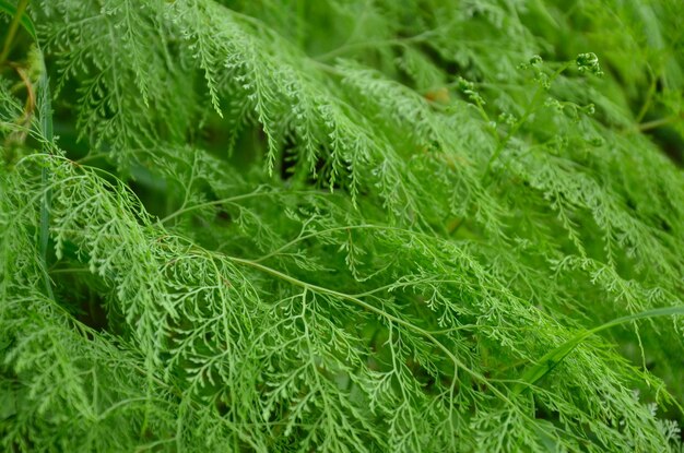 Full frame shot of fresh green leaves