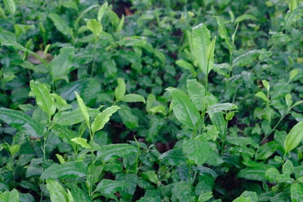 Full frame shot of fresh green leaves