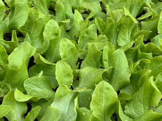 Full frame shot of fresh green leaves