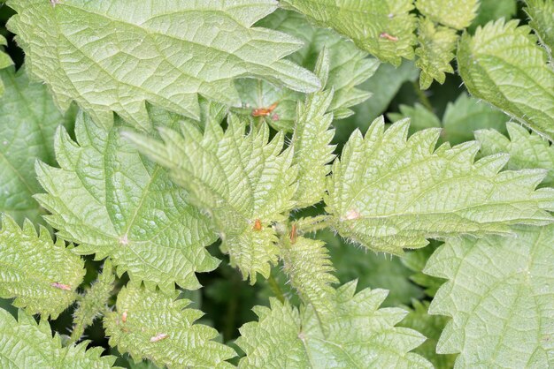 Full frame shot of fresh green leaves