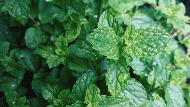 Full frame shot of fresh green leaves