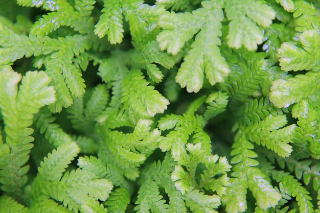 Photo full frame shot of fresh green leaves