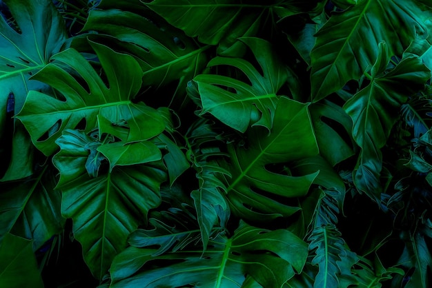 Photo full frame shot of fresh green leaves