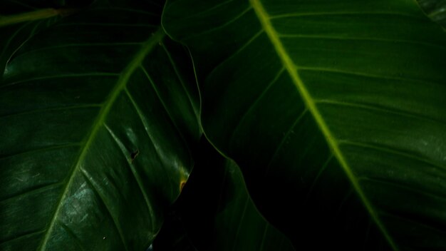 Full frame shot of fresh green leaves