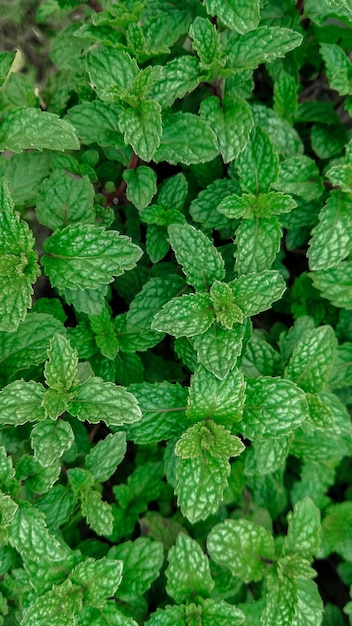 Full frame shot of fresh green leaves