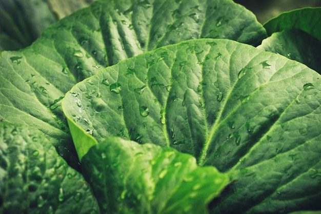 Full frame shot of fresh green leaves