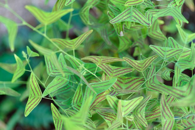 Photo full frame shot of fresh green leaves