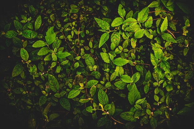 Photo full frame shot of fresh green leaves