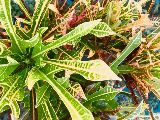 Full frame shot of fresh green leaves