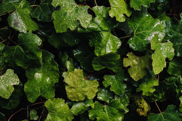 Foto fotografia completa di foglie verdi fresche