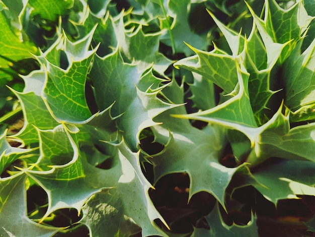 Full frame shot of fresh green leaves