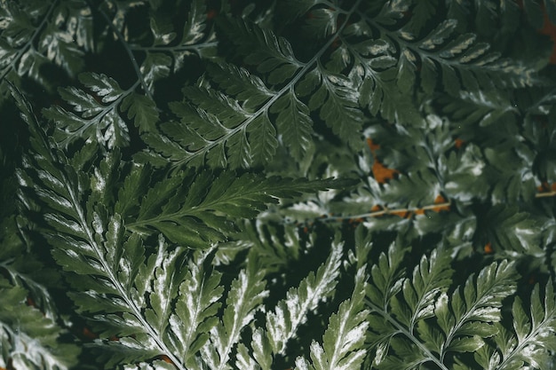 Full frame shot of fresh green leaves