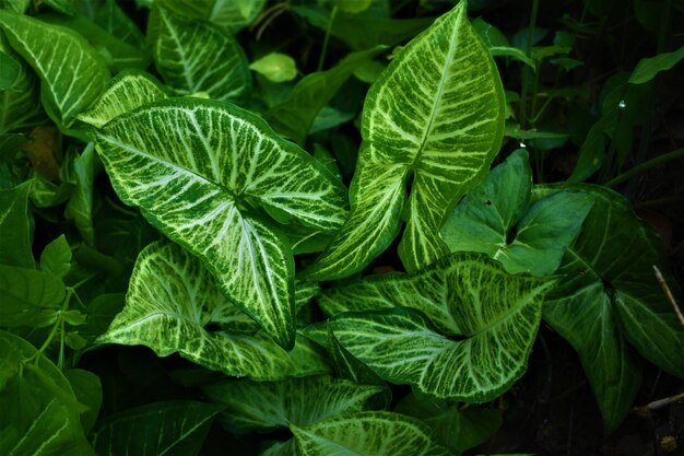 Foto fotografia completa di foglie verdi fresche