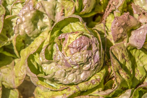 Foto immagine completa di foglie verdi fresche