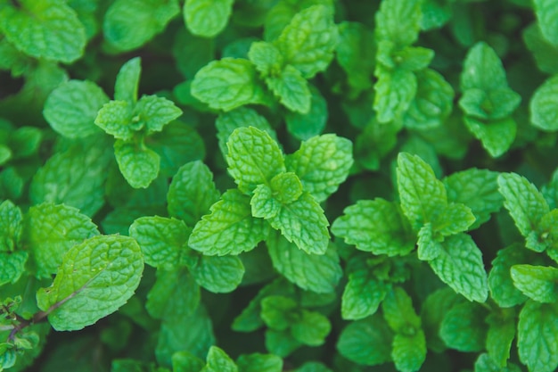 Photo full frame shot of fresh green leaves