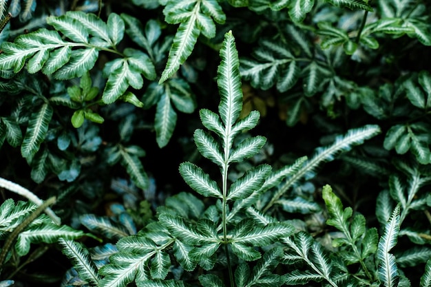 Foto fotografia completa di una pianta verde fresca durante l'inverno