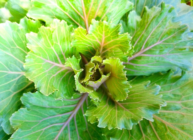 Full frame shot of fresh green plant