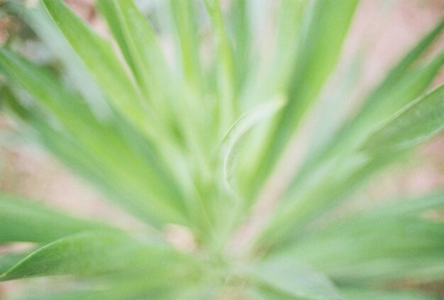 Full frame shot of fresh green plant