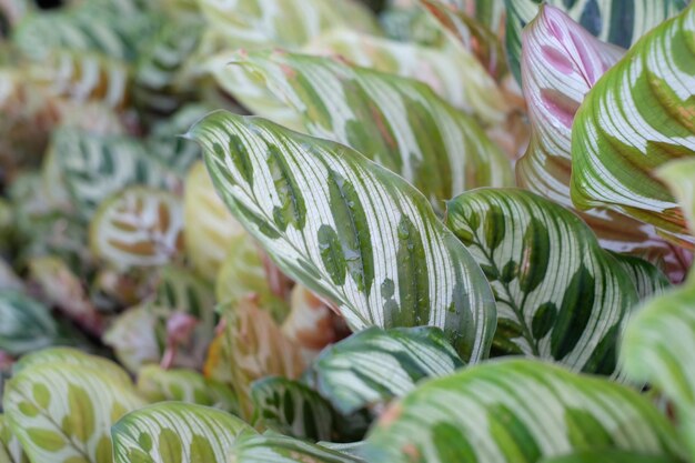 Full frame shot of fresh green plant