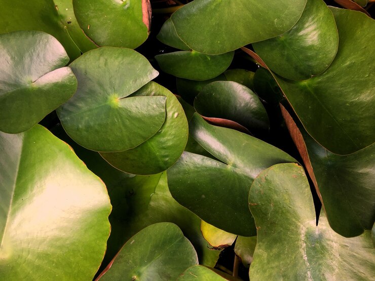 Photo 新鮮綠色植物的全畫面拍攝