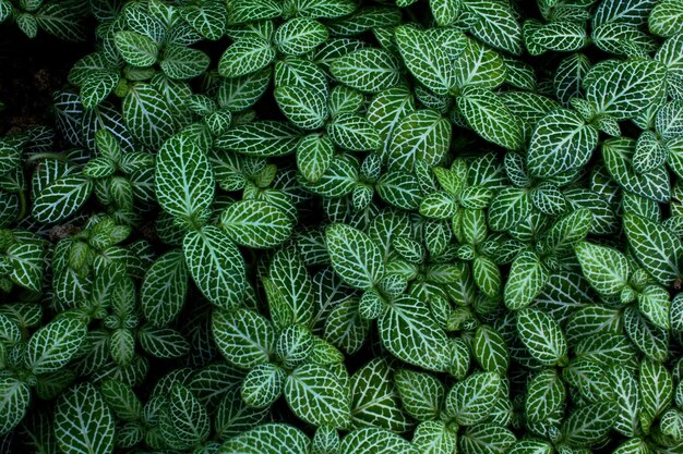 Full frame shot of fresh green plants on field