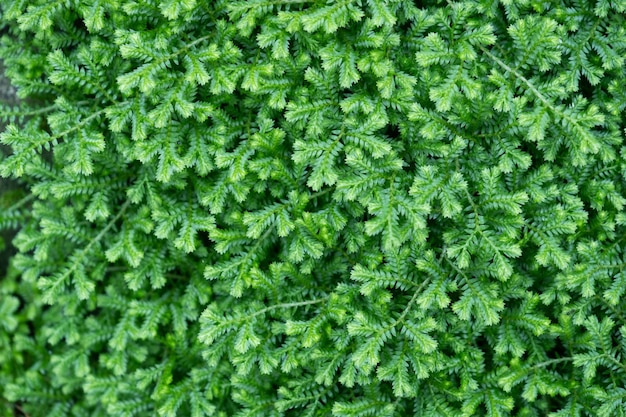 Full frame shot of fresh green plants