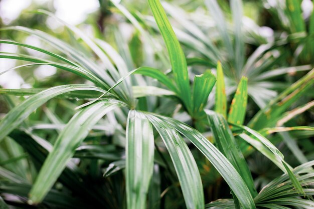 Photo full frame shot of fresh green plants