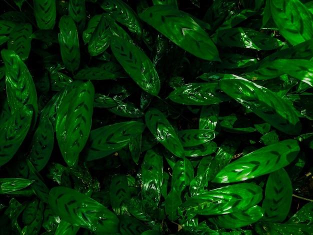 Foto fotografia completa di piante verdi fresche