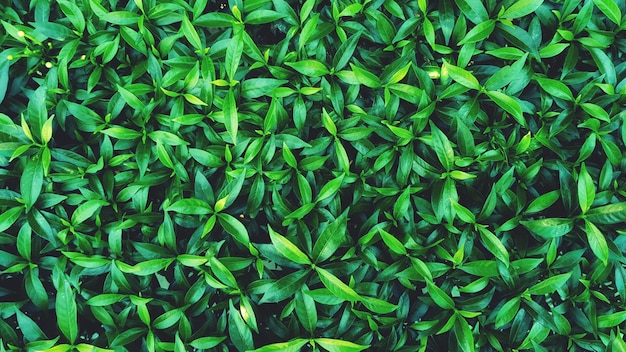 Full frame shot of fresh green plants