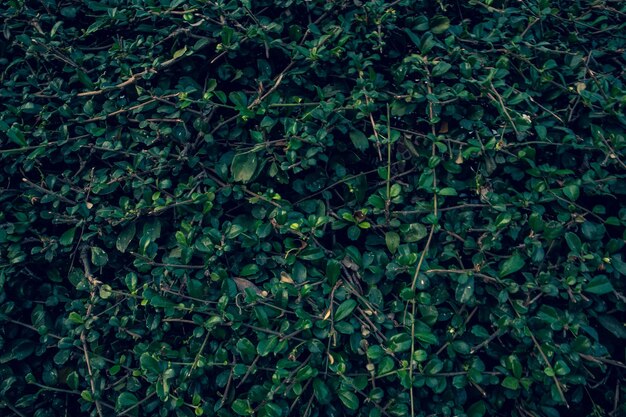 신선 한 초록색 식물 들 의 전체 화면