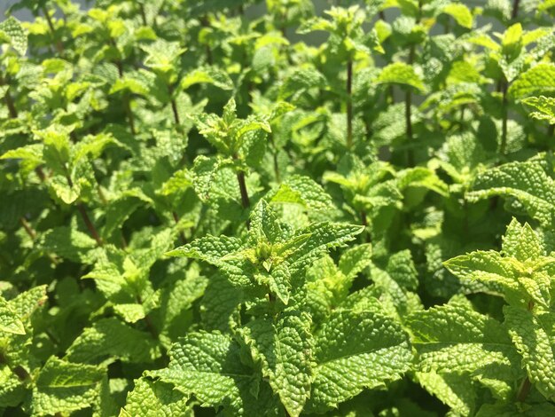 Full frame shot of fresh green plants