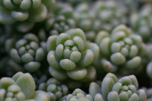 Photo full frame shot of fresh green plants