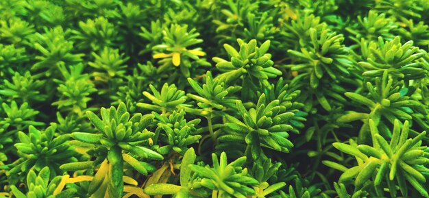 Full frame shot of fresh green plants