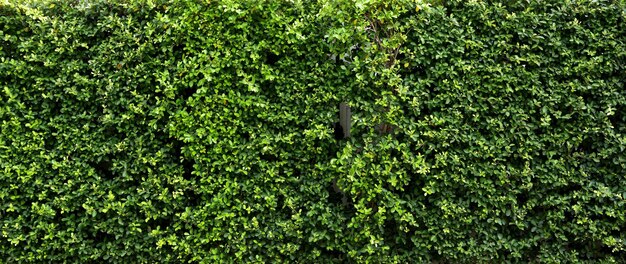 Photo full frame shot of fresh green plants