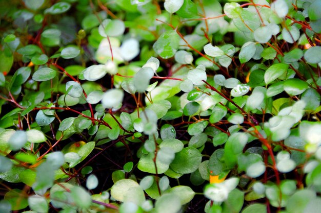 Full frame shot of fresh green plants