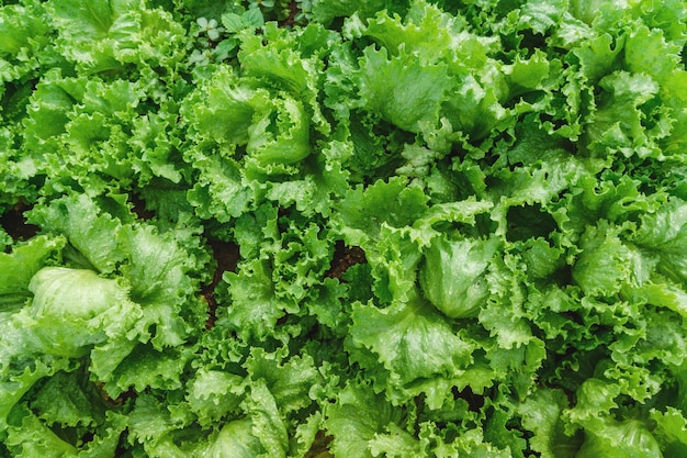 Full frame shot of fresh green plants