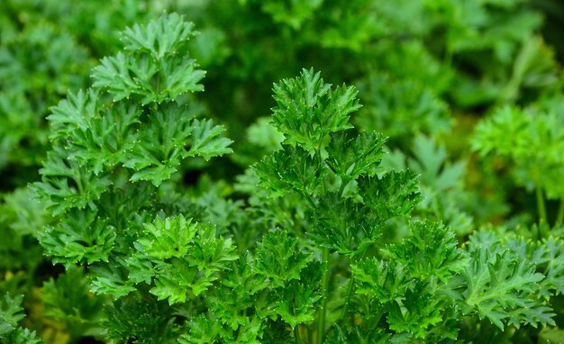 Photo full frame shot of fresh green plants