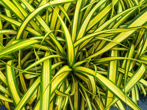 Full frame shot of fresh green plants