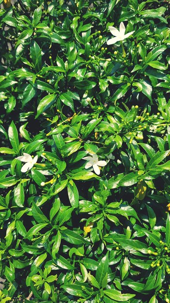 Full frame shot of fresh green plants