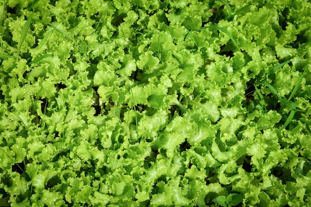 Photo full frame shot of fresh green plants