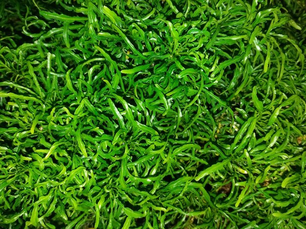 Full frame shot of fresh green plants