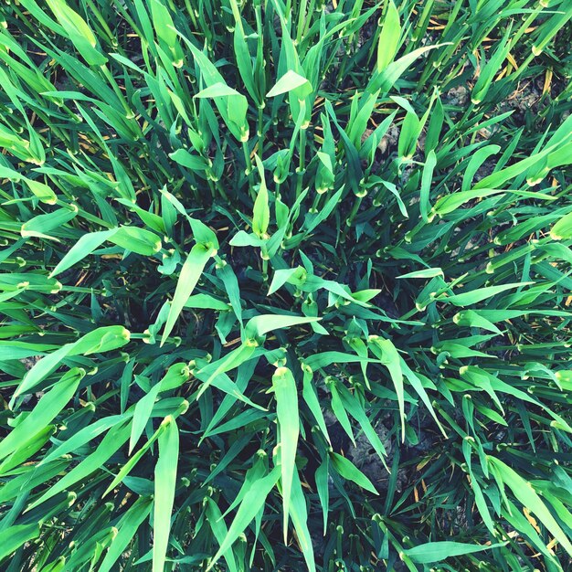 Full frame shot of fresh green plants